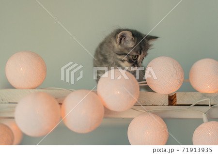 Beautiful gray kitten sits near the lights Beautiful gray kitten sits near the lights 71913935
