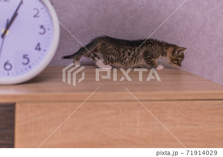 striped kitten sniffs a clock on a wooden table striped kitten sniffs a clock on a wooden table 71914029