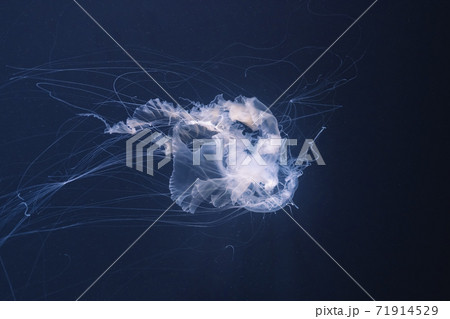 sea nettle jellyfish with long tails 71914529