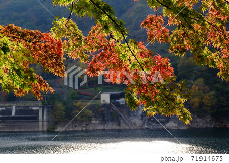 広瀬湖の紅葉 71914675