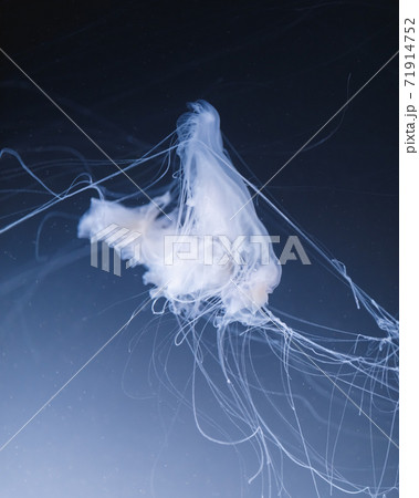 sea nettle jellyfish with long tails sea nettle jellyfish with long tails 71914752