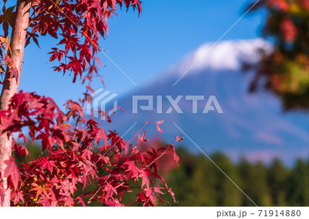 【道の駅朝霧高原からの富士山と紅葉】 71914880