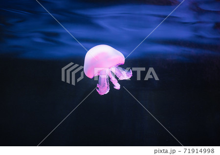 purple jellyfish rhizostoma pulmo underwater 71914998