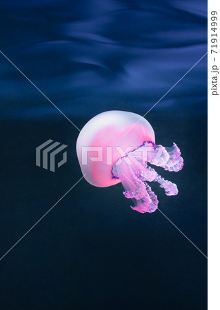 purple jellyfish rhizostoma pulmo underwater 71914999