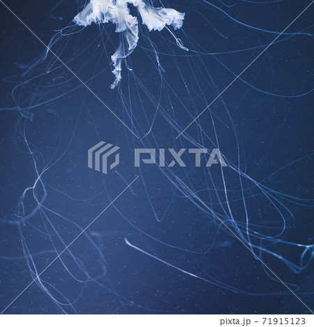 sea nettle jellyfish with long tails sea nettle jellyfish with long tails 71915123