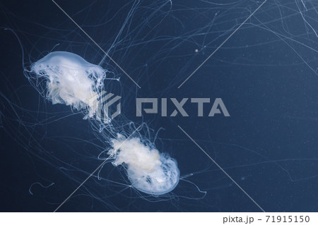 sea nettle jellyfish with long tails 71915150