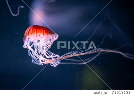 glowing jellyfish chrysaora pacifica underwater glowing jellyfish chrysaora pacifica underwater 71915158