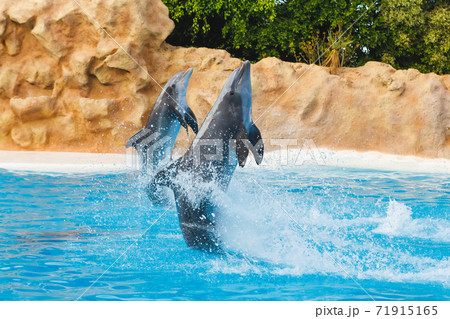two dancing dolphins in blue water 71915165