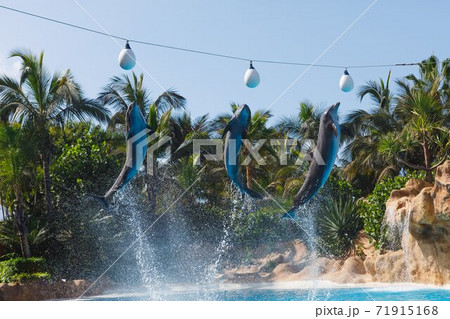 group of jumping dolphins at animal park group of jumping dolphins at animal park 71915168