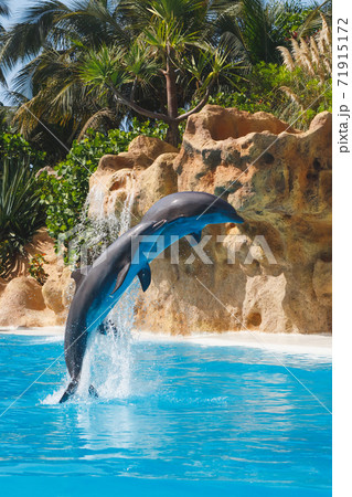 two jumping dolphins in blue water 71915172