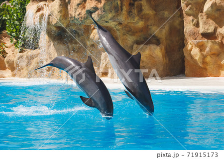 two jumping dolphins in blue water two jumping dolphins in blue water 71915173