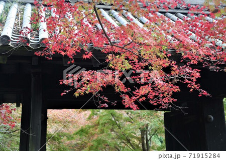 秋月黒門紅葉 71915284