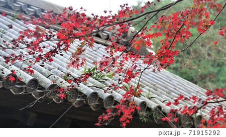 秋月黒門紅葉 71915292