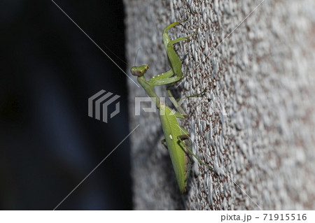 ハラビロカマキリ 71915516