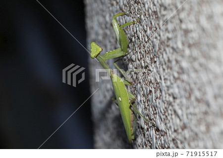 ハラビロカマキリ ハラビロカマキリ 71915517