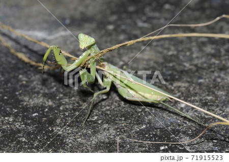 ハラビロカマキリ 71915523