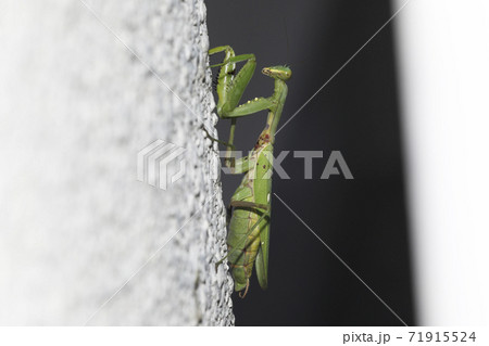 ハラビロカマキリ ハラビロカマキリ 71915524