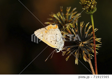 ベニシジミ ベニシジミ 71915565