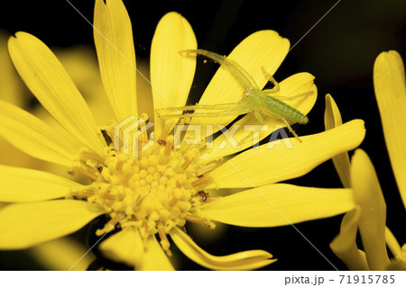 ツワブキ 花 ワカバグモ ツワブキ 花 ワカバグモ 71915785