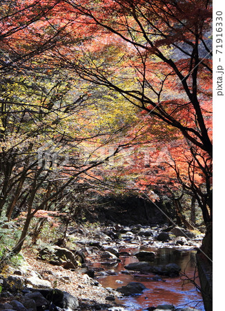 秋の花園渓谷の写真素材