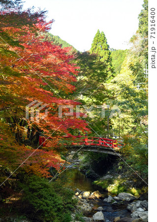 モミジ　紅葉　楓　大寧寺　長門市　 71916400