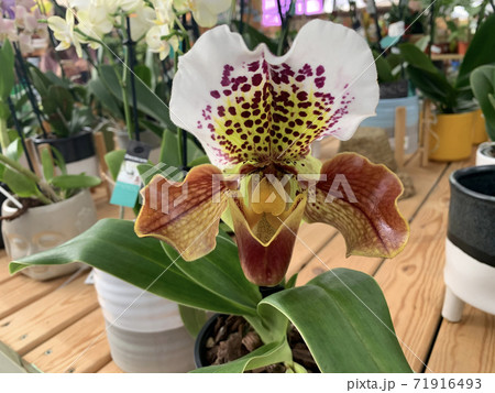 Beautiful bloom of the Paphiopedilum orchid (Latin - Paphiopedilum) Beautiful bloom of the Paphiopedilum orchid (Latin - Paphiopedilum) 71916493