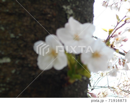 サクラ サクラ 71916873
