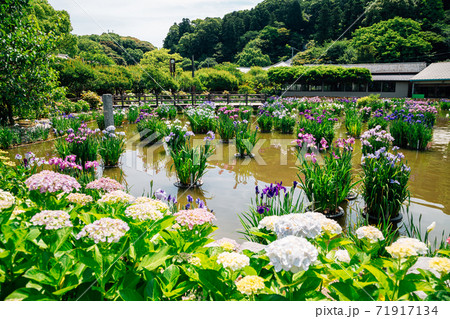 Hydrangea flowers garden at Dazaifu Tenmangu shrine in Fukuoka, Japan Hydrangea flowers garden at Dazaifu Tenmangu shrine in Fukuoka, Japan 71917134