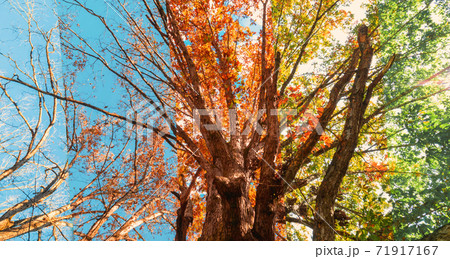 Tree gradually changing from summer to winter Tree gradually changing from summer to winter 71917167