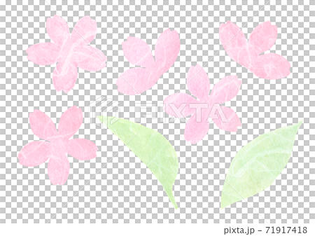 Cherry Blossoms Cherry Blossoms 71917418
