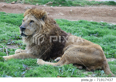 百獣の王ライオンの写真素材