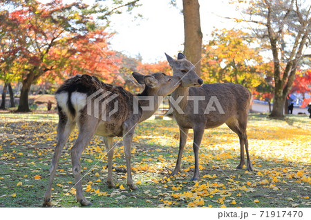 奈良公園・東塔跡園地の鹿 71917470
