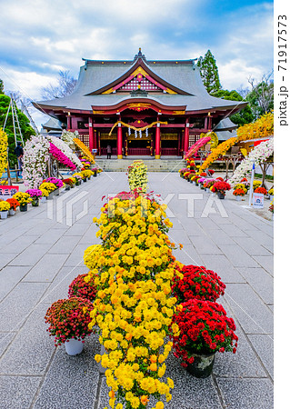菊と笠間稲荷神社（縦） 71917573