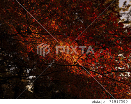 【京都】日が差し込む紅葉 71917599