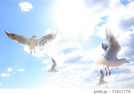 空に羽ばたく 71917776