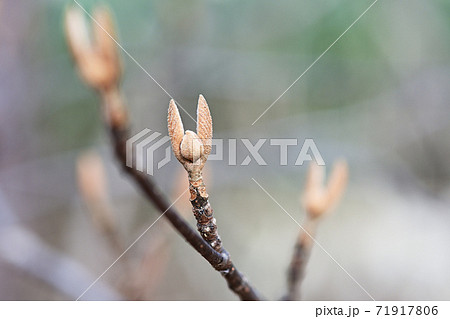 オオカメノキ　冬芽 71917806