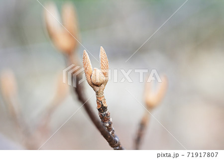 オオカメノキ　冬芽 71917807