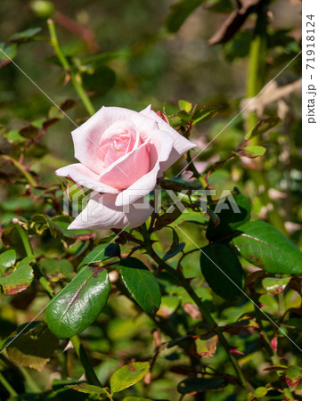 晴れた10月の一輪の白い薔薇 ニュードーン 縦撮り の写真素材