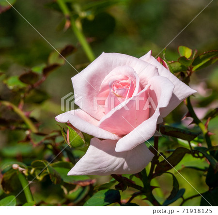 晴れた10月の一輪の白い薔薇(ニュードーン_クローズアップ) 晴れた10月の一輪の白い薔薇(ニュードーン_クローズアップ) 71918125