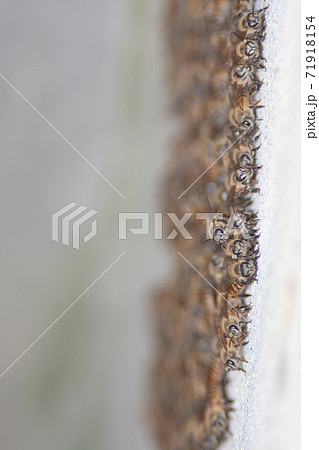 bee colony group. Beautiful insect in the wild nature 71918154