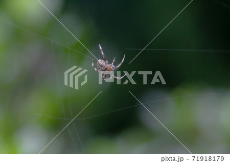 a Close up macro shot of a garden spider 71918179