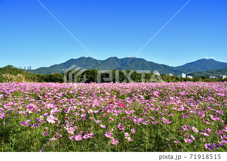 Cosmos flower field Cosmos flower field 71918515