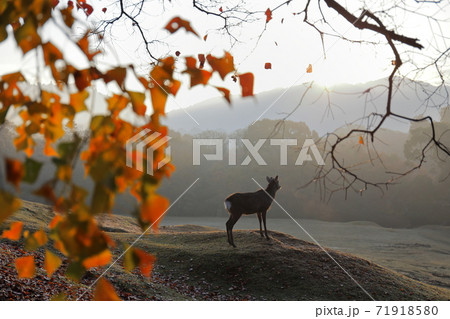 奈良公園 飛火野園地で朝日を見つめる鹿の写真素材