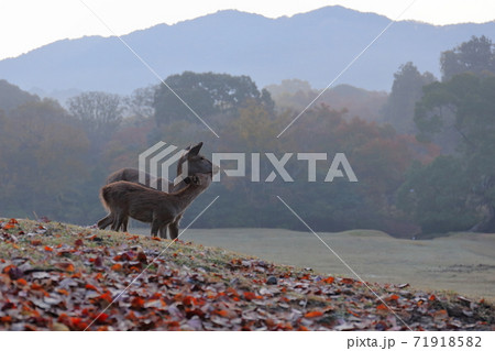奈良公園・飛火野園地にて鹿の親子 奈良公園・飛火野園地にて鹿の親子 71918582