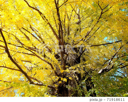 迫力のある黄葉したイチョウの木の写真素材