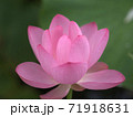 蓮の花 71918631
