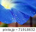 雨上がりの朝顔 71918632