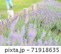 パステル調のラベンダー畑 71918635