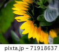 うつむく向日葵 71918637