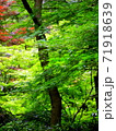 青もみじ 71918639